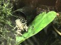 Námluvy E.mysteriosus Námluvy E.mysteriosus