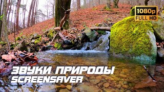 Живая Природа - Ручей | Река | Звуки Природы | Звуки Ручья | Шум Воды | Релаксация | Белый Шум | Bkg