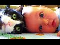 Funny Cats Annoying