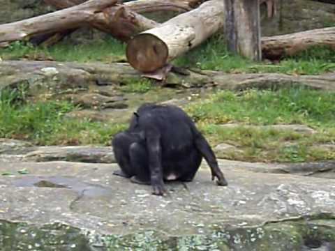 Remarkable, useful butt monkey skank anal interesting. You Very butt monkey skank anal
