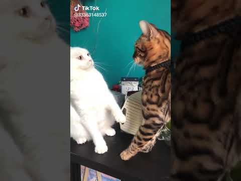 Funny cats