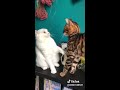 Funny cats