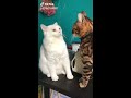 Funny cats