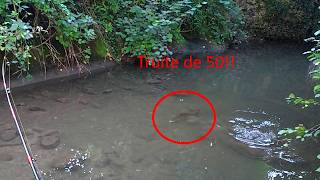 Elle Était Juste Sous Mes Pieds Une Truite Monstre De 50Cm Prise À Vue