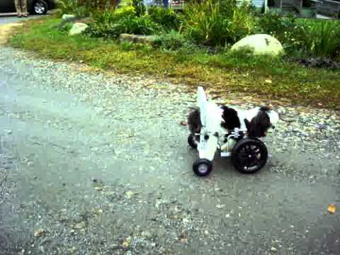 wheelchair for front legs an eddie s wheels front leg wheelchair for sugar wheelchair for front legs an eddie s wheels front leg wheelchair for sugar