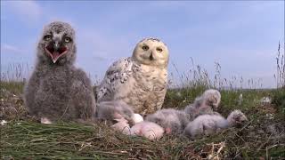 Snowy owls:  What is it like to raise 8 multi-age chicks?