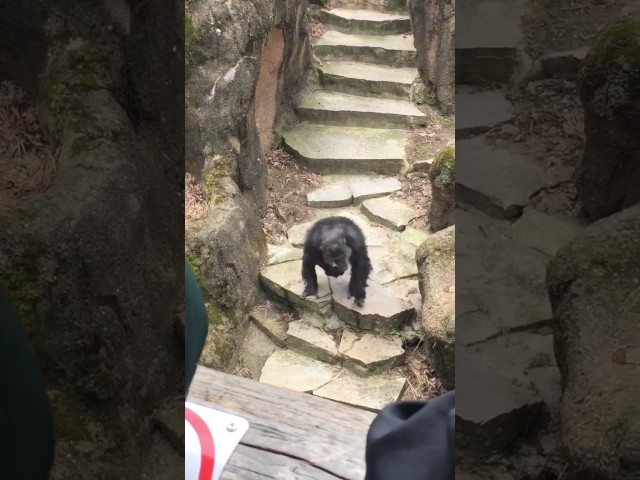 Chimpanzee Doesn’t Care About His Visitors At All - Video