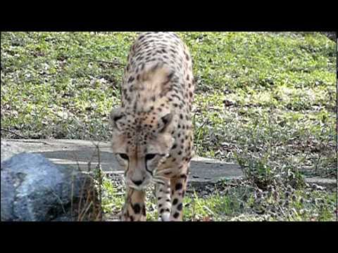 多摩動物公園のチーター。Cheetah．Tama Zoo．