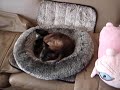 My Talking  Siamese Cat - Malik