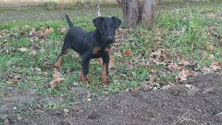 Deutscher Jagdterrier Puma Perth 3 Month