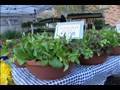 Container Gardening: Growing Salad Bowls
