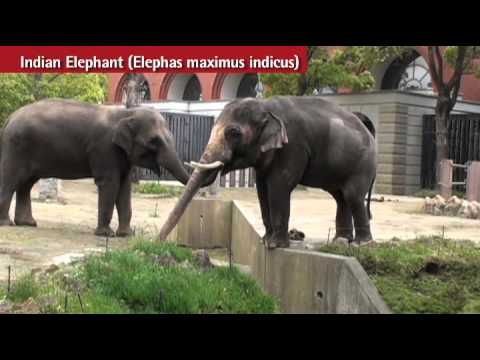横浜ズーラシアのインド象：Indian Elephant in ZOORASIA YOKOHAMA ZOOLOGICAL GARDENS