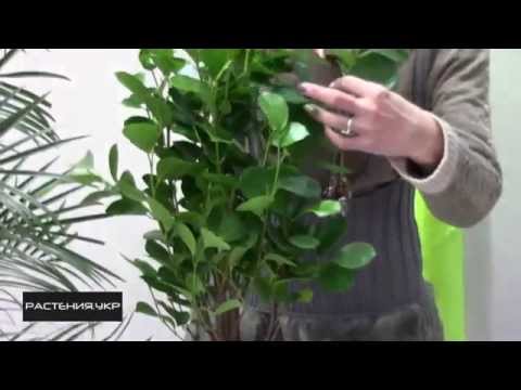 Фикус уход в домашних условиях / Фикус Панда (Ficus Panda)