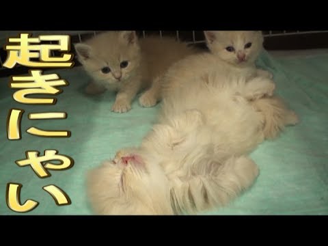 【猫好き】起きにゃい!(マンチカン)《funny cats》