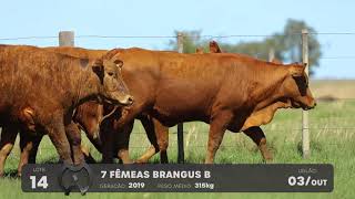LOTE 14 - VENTRES BRANGUS - LEILÃO SÃO BIBIANO 2021