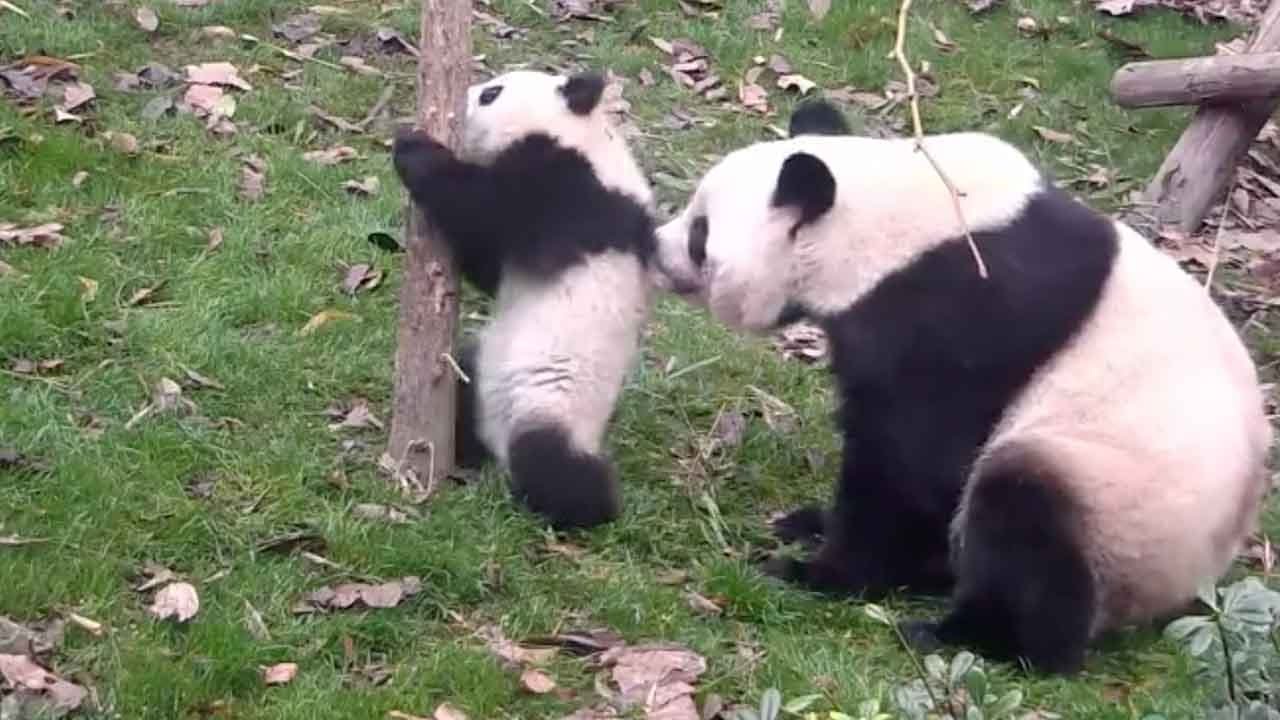 Funny pandas sneeze