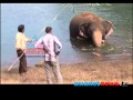 Elephant died Idamalayar: