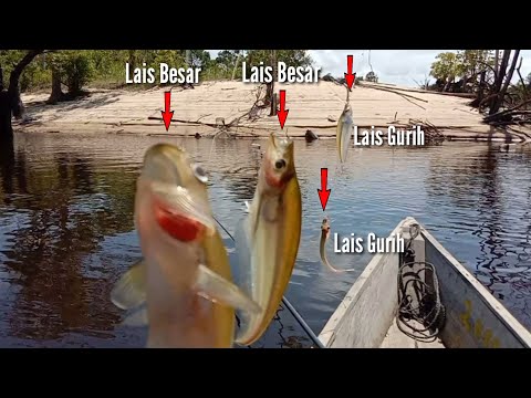 Teknik Mancing Lais Babon Dengan Mata Kail Berenteng