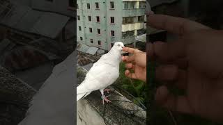 My Pigeon White Kabutar