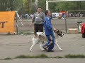 выставка САС КСУ 2007 г.Луганск 