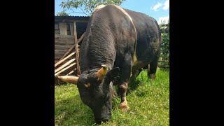 The Wild Bull More Than A Lion