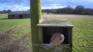 Cathy the Kestrel 13 Mar 2021 at 14 55