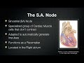 045 The Pacemaker Potential of the SA Node and the AV Node