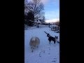 Pet the lamb that thinks it's a dog!