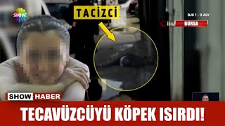 Tecavüzcüyü köpek ısırdı!