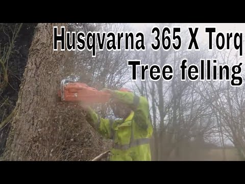 Husqvarna 365 X Torq chainsaw tree felling.