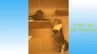 Funny Cats #1