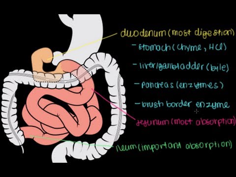 intestine absorption digestion structure anatomy absorb