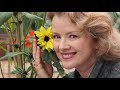 sunflowers