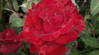 Watch Jim Reeves Roses Are Red my Love video