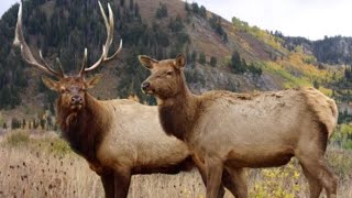 Open reed cow elk call