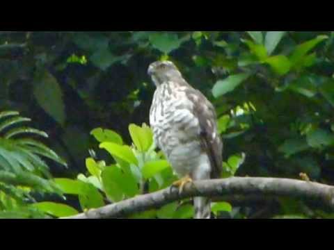 Header of Accipiter virgatus