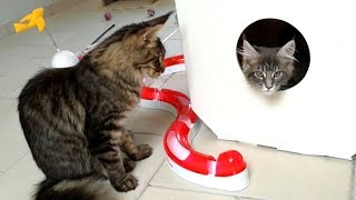 funny Cats Compilation