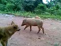 Babi Dan Anjing images Babi Dan Anjing