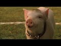That'll Do Pig Scene - Babe Movie (1995) - HD