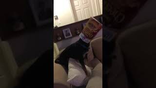 Funny dog video
