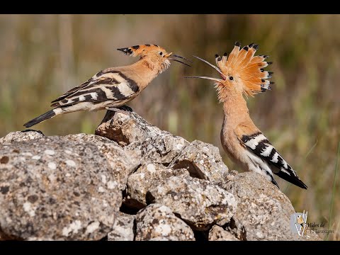 upupa epops sound - Hoopoe bird