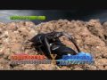 マンディブラリスフタマタクワガタ VS パキスタンアンタエウス