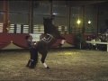 www.hess-mueller.de "Am Langen Zügel" Masterhorse Tag der Tanzenden Pferde