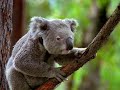 Australian Geographic King Koala