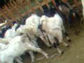 image Kambing Kambing Yang Cantik Dan Lucu