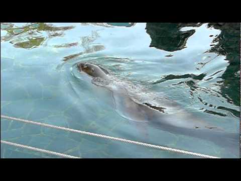 オタリアの子供。Young South American Sea Lion．