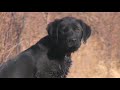 Gunner "The Shed Hunter" (CUTE Black Lab Puppy)