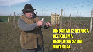 Praktično Besplatno Podignite Vinograd - Kao Što Se Radilo U 19 Veku - Ali Za Hobi Varijantu ...
