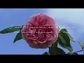 Angus & Julia Stone - Cellar Door (Lyrics)