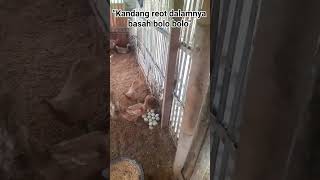 Kandang Basah Bebek Bertelur Banyak